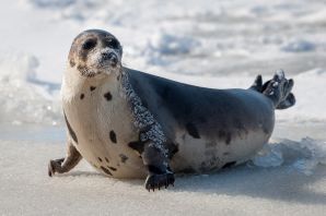 Длинномордый тюлень
