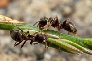 Матка муравья