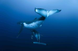 Синий кит и касатка