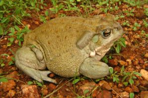 Земляная жаба на огороде
