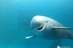Морская свинья дельфин