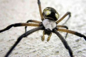 Большой черный паук