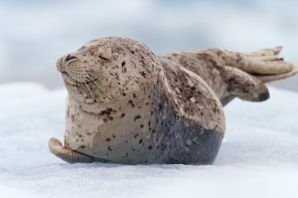 Пятнистый тюлень