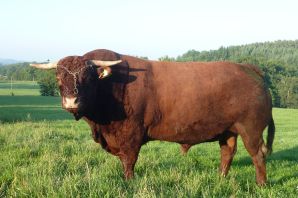 Порода быков герефорд