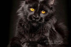 Кот мейн кун черный