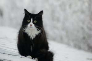 Норвежская лесная кошка черно белая