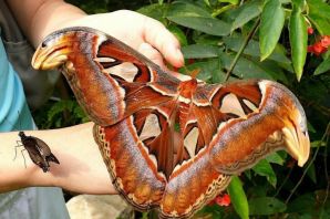 Самые большие бабочки