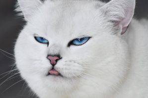 Белый котик с голубыми глазами