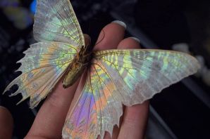 Необычные бабочки мира