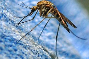Самец и самка комара