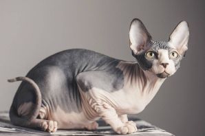 Порода кошек без шерсти