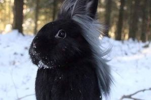 Черный заяц