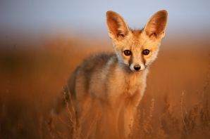 Южноафриканская лисица