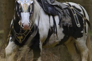 Тыгдымский конь
