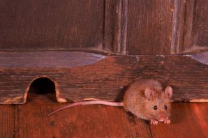 Мыши в квартире
