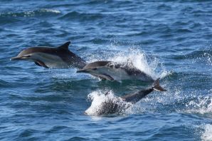 Дельфины в азовском море
