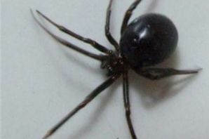 Маленький черный паук