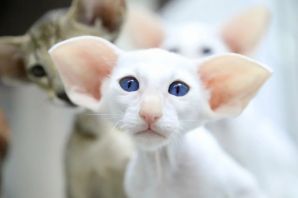 Коты с длинными ушами