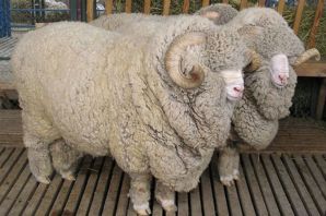 Овца меринос