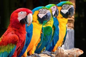 Распространенный вид домашних попугаев