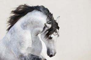 Белая лошадь с развевающейся гривой