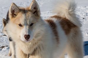 Гренландская собака