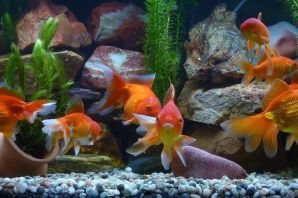 Домашние рыбки в аквариуме