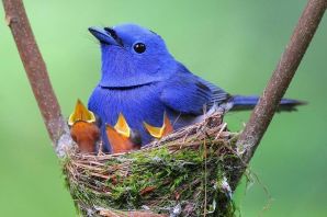 Синяя птица животное