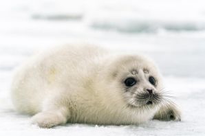 Полосатый тюлень
