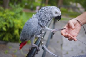 Попугай серый
