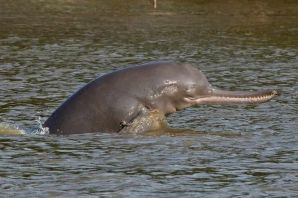 Пресноводный дельфин