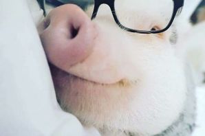 Свинья в очках