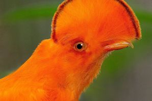 Эквадорская зонтичная птица