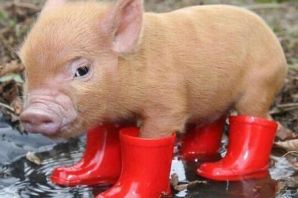 Свинья на каблуках