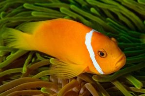 Оранжевые рыбки аквариумные