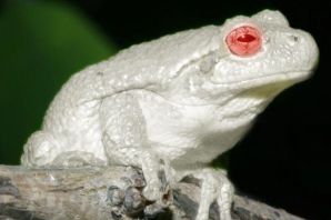 Белая жаба