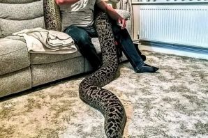 Самая огромная змея в мире