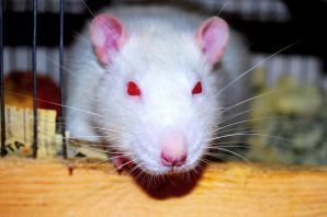 Белая крыса с красными глазами