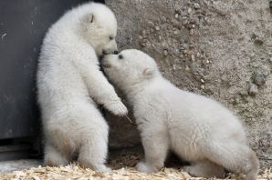 Новорожденные медвежата