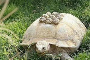 Смешные черепахи
