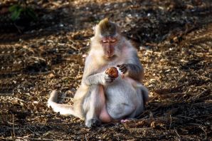 Беременная обезьяна