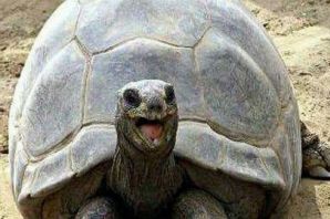 Веселая черепаха