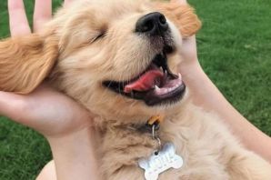 Собачье счастье
