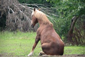 Жирная лошадь