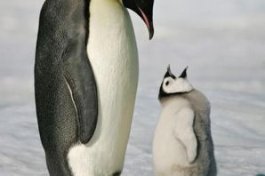 Толстый пингвин