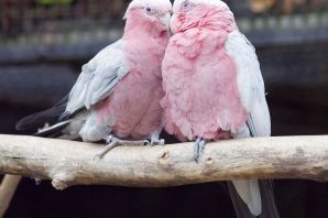 Розовый попугай