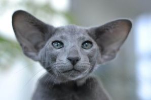 Коты с большими ушами