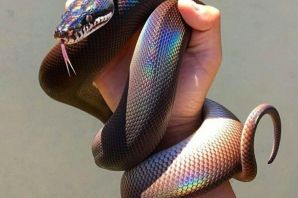 Фиолетовая змея