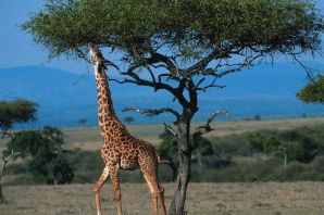 Жираф масаи