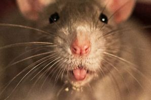 Мышь серогорбая